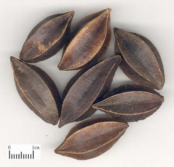 ʹ����