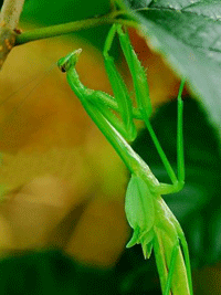 ���