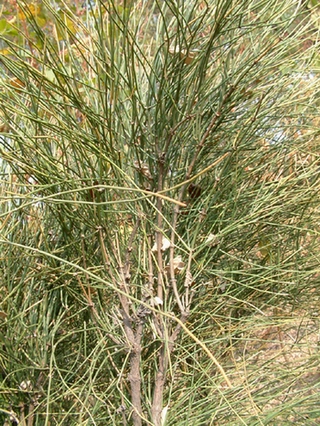 �����Ephedra sinica Stapf