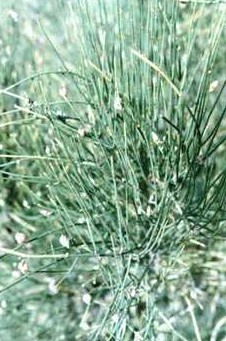 �����Ephedra intermedia Schrenk et C.A.Mey.