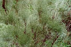 ľ�����Ephedra equisetina Bge.