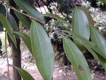 ���Cinnamomum cassia Presl