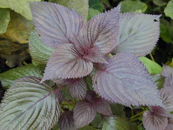 ����Perilla frutescens��L.) Britt.