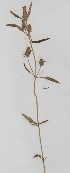 ʯ��޸Mosla chinensis Maxim.