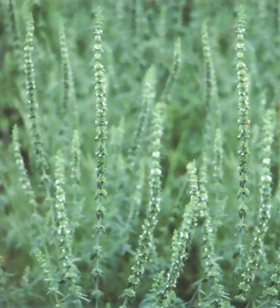 ����Schizonepeta tenuifolia Briq.