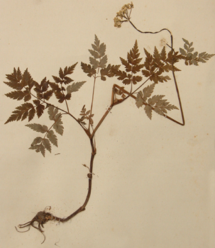 ޻��Ligusticum sinense Oliv��