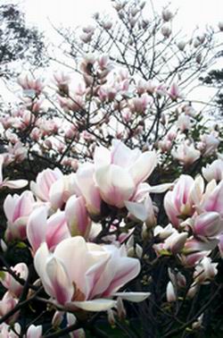 ����Magnolia denudata Desr��