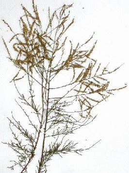����Tamarix chinensis Lour.