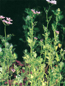 ��ݴCoriandrum sativum L.