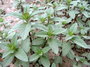 ����Mentha haplocalyx Briq��