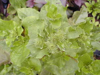 ţ��Arctium lappa L��