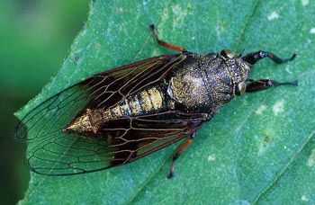 ����Cryptotympana pustulata Fabricius.
