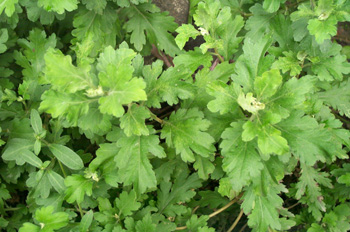 ��Chrysanthemum morifolium Ramat.