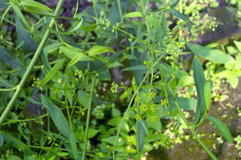 ���Bupleurum chinense DC.