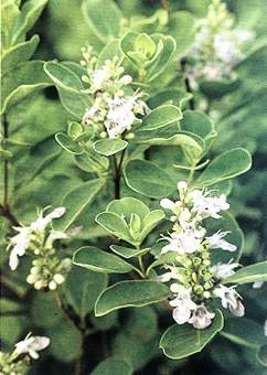 ����Vitex trifolia L��