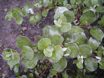 ��Ҷ����Vitex trifolia L.var.simplicifolia Cham.