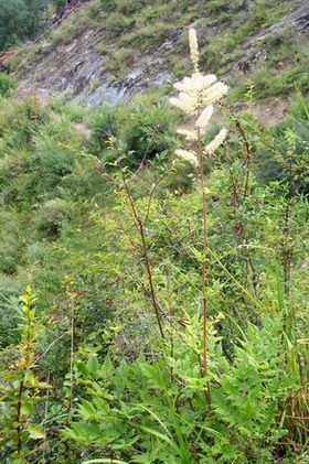 ����Ҷ����Cimicifuga heracleifolia Kom��