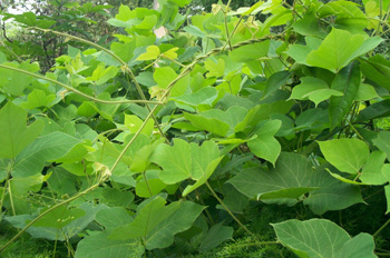 Ұ��Pueraria lobata (Willd��) Ohwi