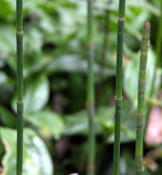 ľ��Equisetum hiemale L.