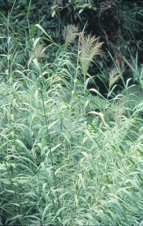 «έPhragmites communis Trin��