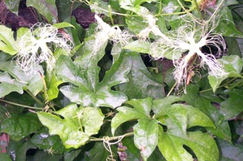 ��¥Trichosanthes kirilowii Maxim��