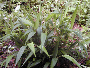 ����ҶLophatherum gracile Brongn��