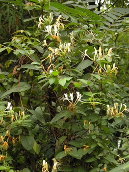 �̶�Lonicera japonica Thunb��
