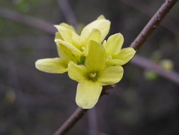 ����Forsythia suspensa (Thunb��) Vahl