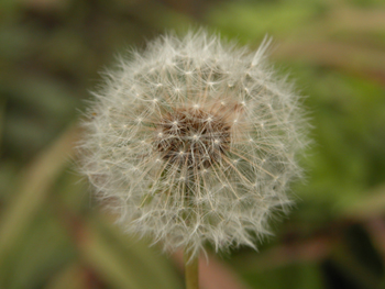 �ѹ�ӢTaraxacum mongolicum Hand��?Mazz��