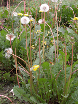 �칣�ѹ�ӢTaraxacum eythrropodium Kitag.