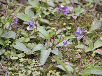 �ϻ��ض�Viola yedoensis Makino