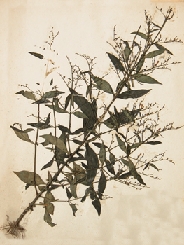 ������Andrographis paniculata (Burm.f.) Nees