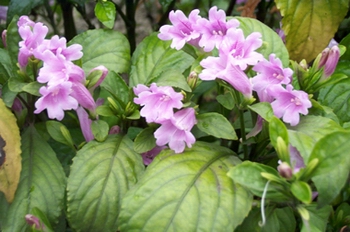 ����Baphicacanthus cusia (Nees) Bremek.