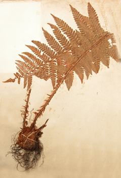 �־���ëާDryopteris crassirhizoma Nakai