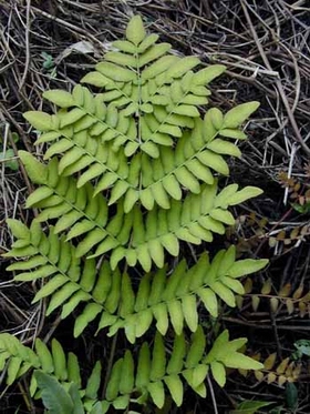 ��ݽOsmunda japonica Thunb.