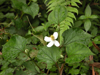 ު��Houttuynia cordata Thunb.