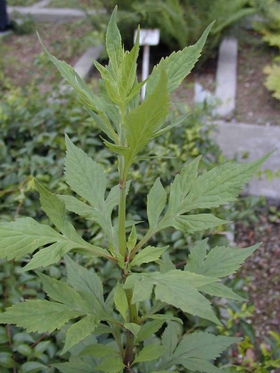 �ƻ��ܽ�Patrinia scabiosaefolia Fisch.ex Link.