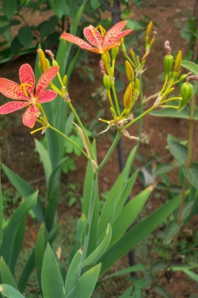 ���Belamcanda chinensis (L��) DC��