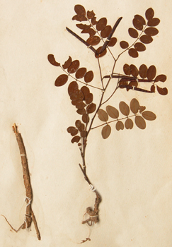 Խ�ϻ�Sophora tonkinensis Gagnep��