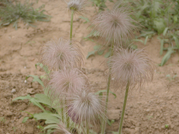 ��ͷ��Pulsatilla chinensis (Bge��) Regel