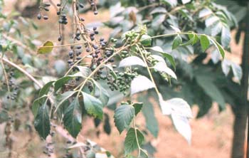 ѻ����Brucea javanica (L��) Merr��