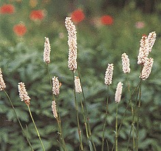 ȭ��Polygonum bistorta L.