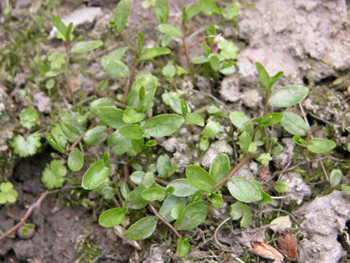 �����Lobelia chinensis Lour��
