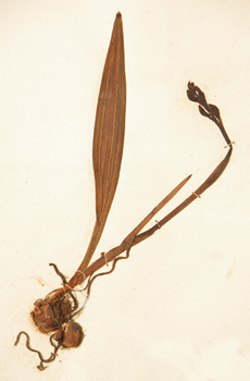 ������Pleione bulbocodioides (Franch��) Rolfe