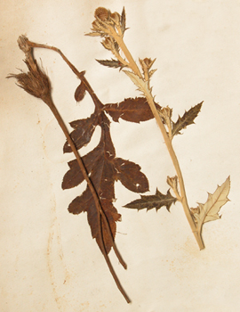 ����©«Rhaponticum uniflorum (L��) DC��