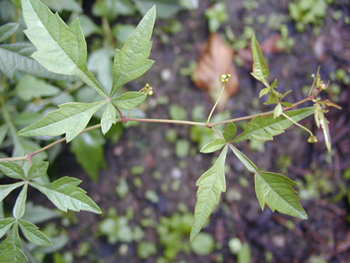����Ampelopsis japonica (Thunb.) Makino