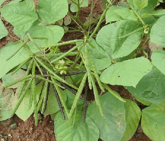 �̶�Phaseolus radiatus L.