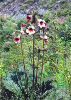 �ػ�Rehmannia glutinosa Libosch��