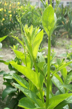 ����Scrophularia ningpoensis Hemsl��
