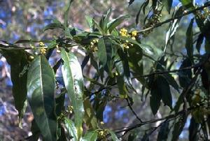 ������ֲ��ϳ���Piper cubeba L.������ֲ��ɽ����Litsea cubeba (Lour.) Pers.